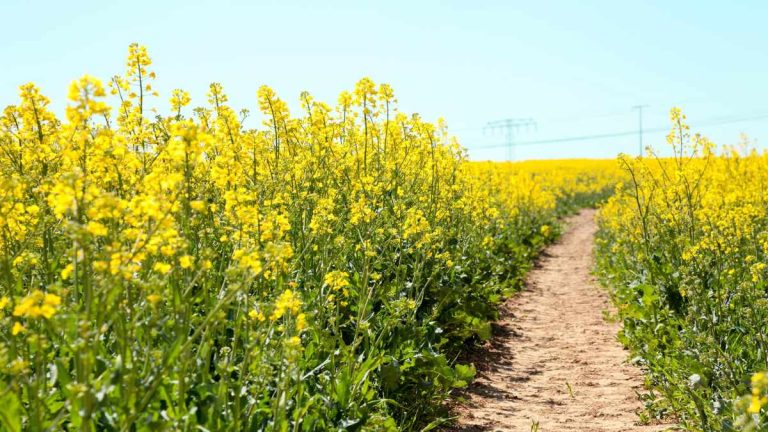 Oilseed Rape