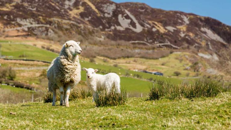 Shrinking Welsh Beef Supply