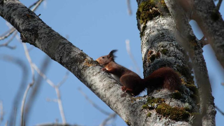 UK Risks Missing Biodiversity Targets